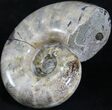 Polished Ammonite (Anapuzosia?) Fossil - Madagascar #25202-3